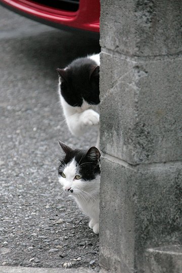 街のねこたち
