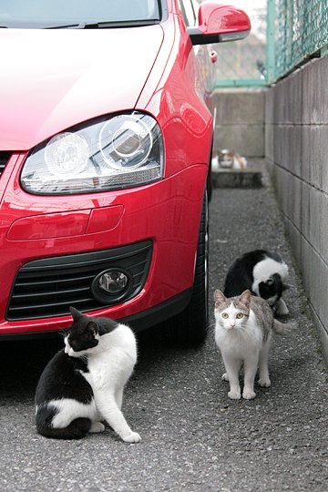 街のねこたち