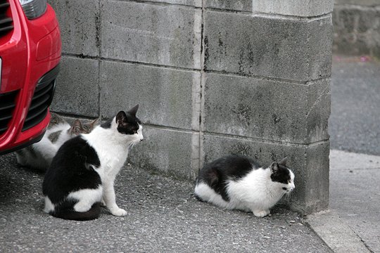 街のねこたち