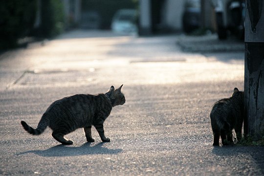 街のねこたち