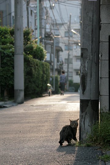 街のねこたち