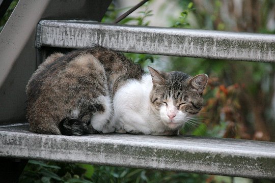 街のねこたち