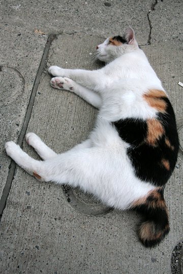 街のねこたち