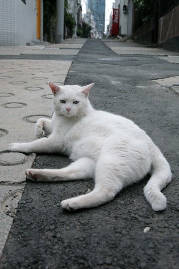 街のねこたち