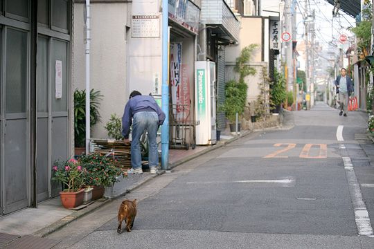 街のねこたち