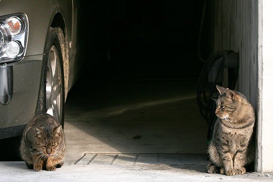 街のねこたち