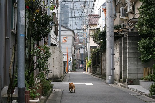 街のねこたち