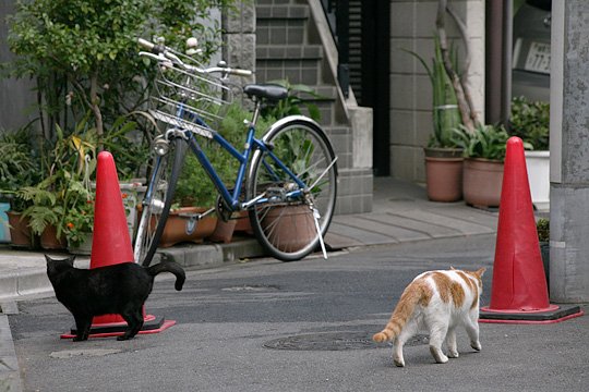 街のねこたち