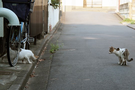 街のねこたち