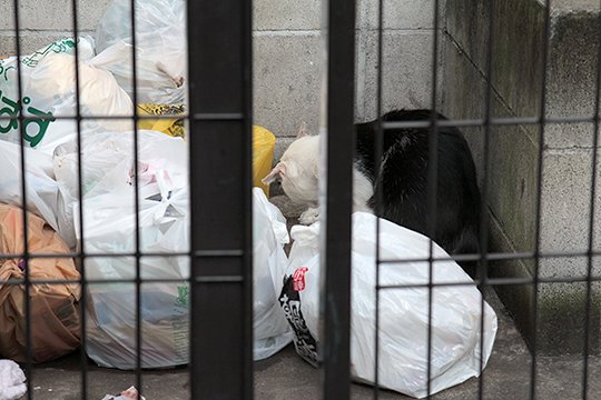 街のねこたち