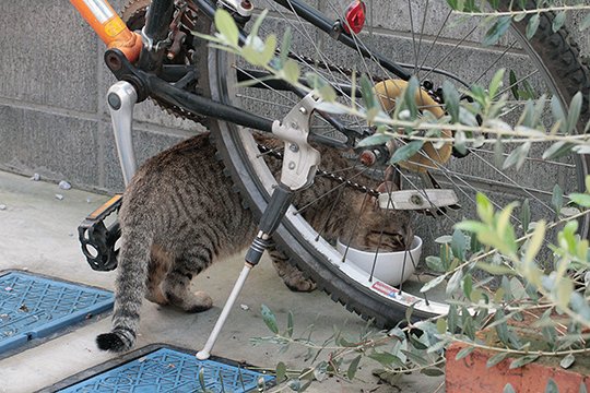 街のねこたち