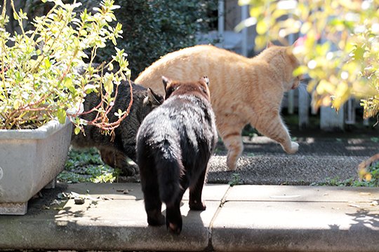 街のねこたち