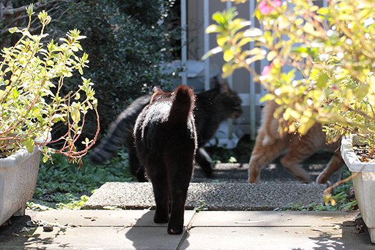 街のねこたち