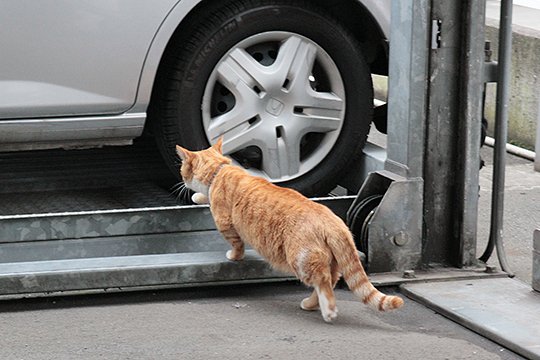 街のねこたち