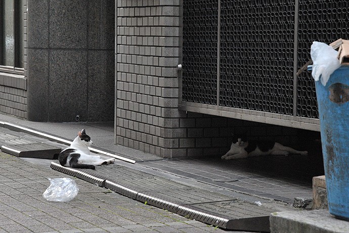 街のねこたち