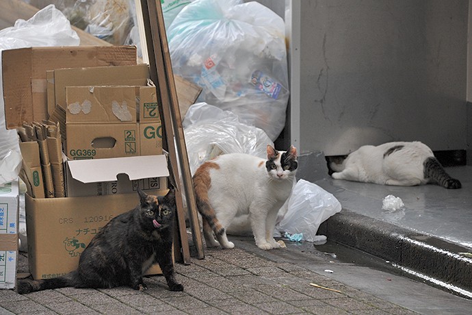 街のねこたち