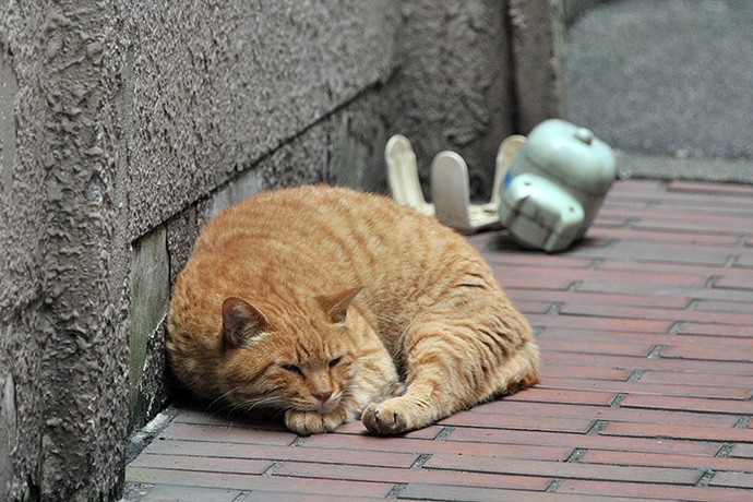 街のねこたち