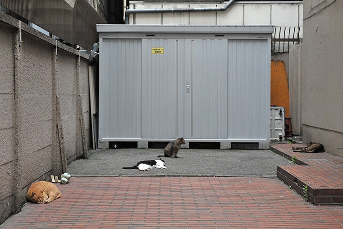 街のねこたち