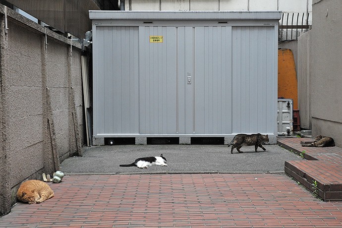 街のねこたち