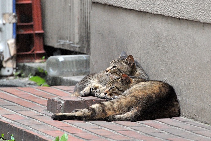 街のねこたち
