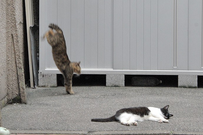 街のねこたち