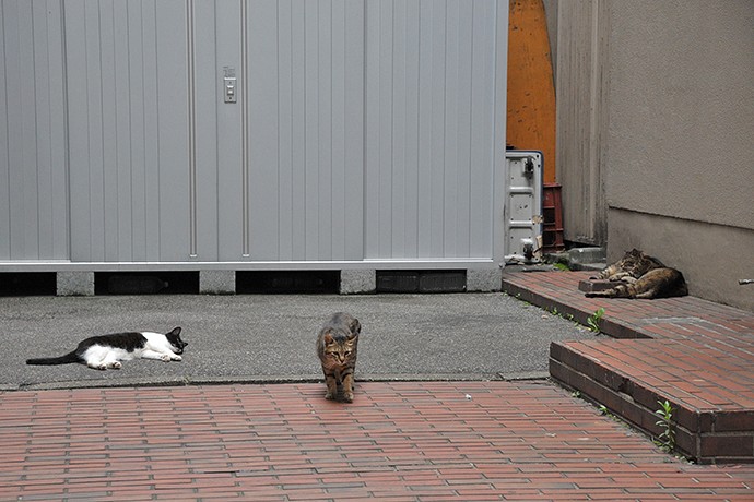 街のねこたち