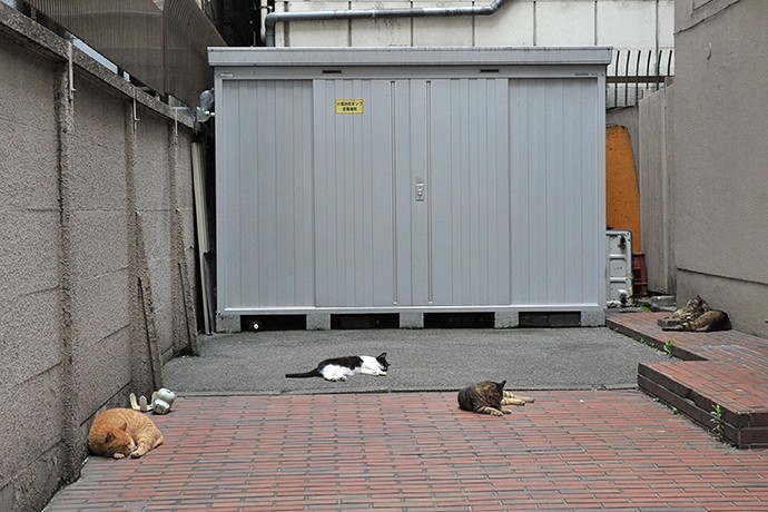 街のねこたち