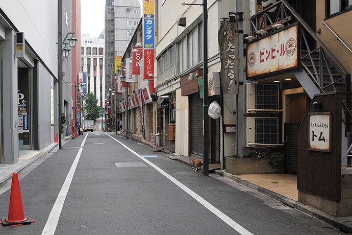 街のねこたち