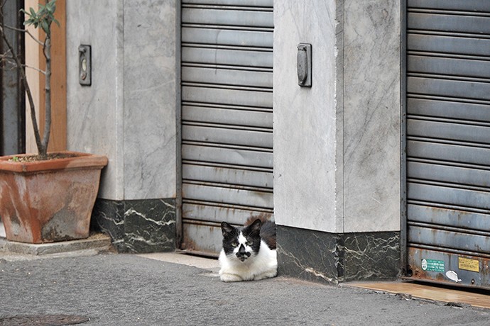 街のねこたち