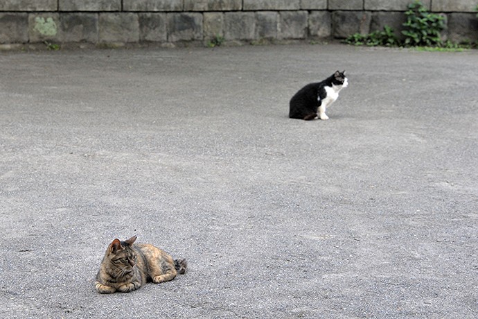 街のねこたち