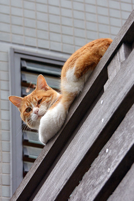 街のねこたち