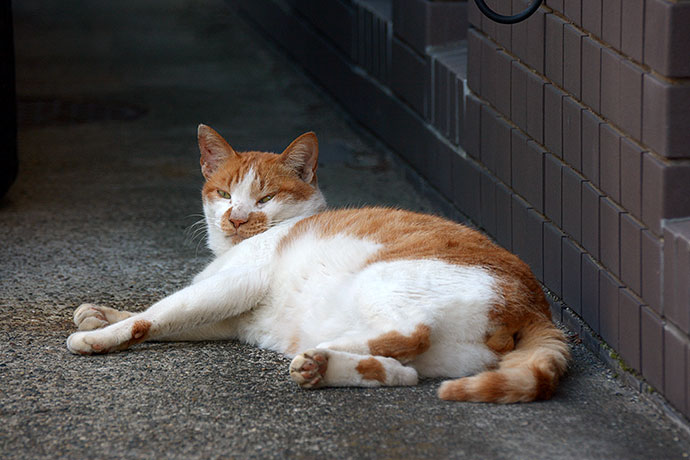 街のねこたち