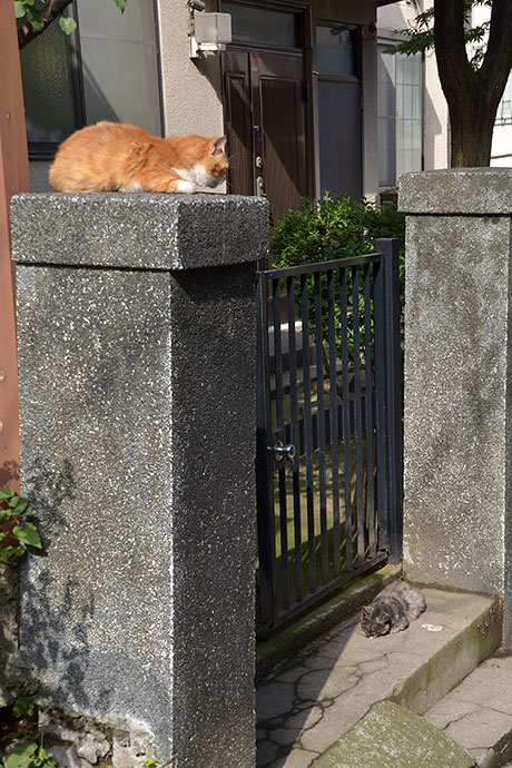 街のねこたち