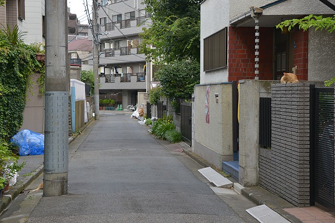 街のねこたち
