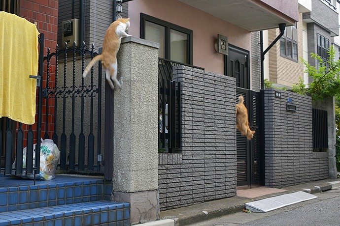 街のねこたち
