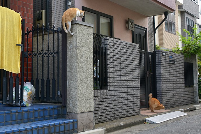 街のねこたち