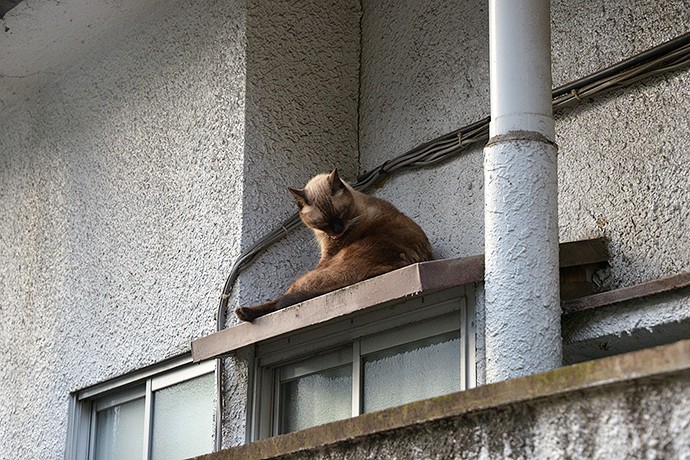 街のねこたち