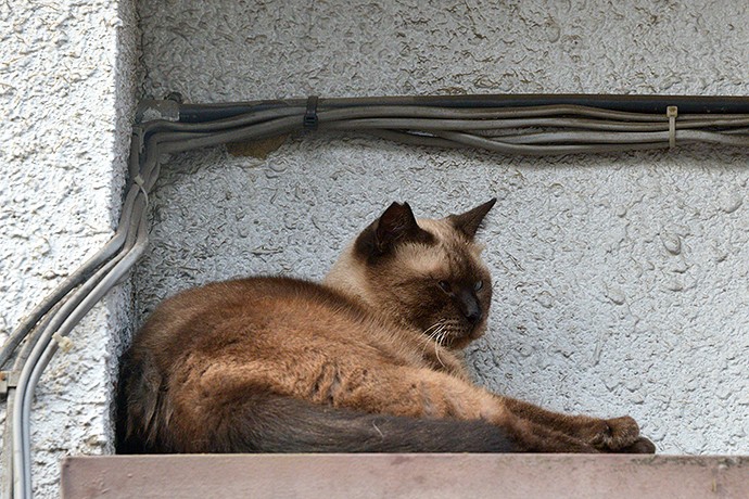 街のねこたち