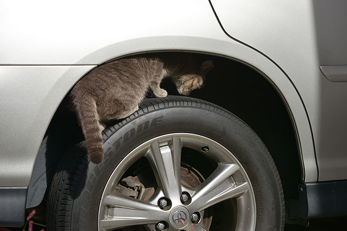 街のねこたち