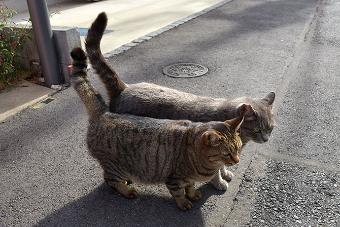 街のねこたち