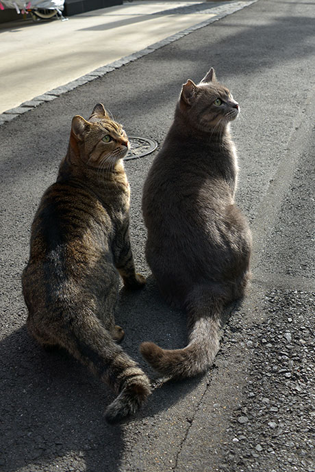 街のねこたち