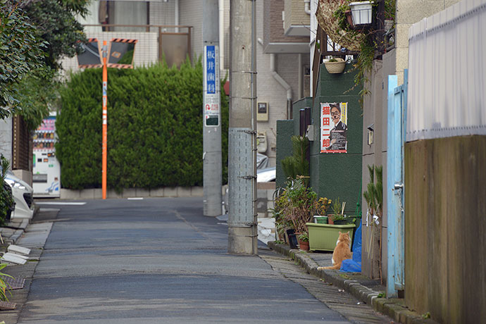 街のねこたち