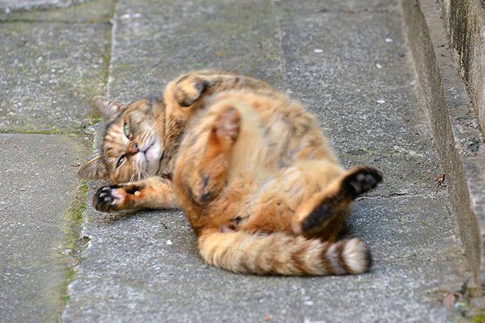 街のねこたち