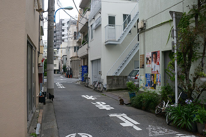 街のねこたち