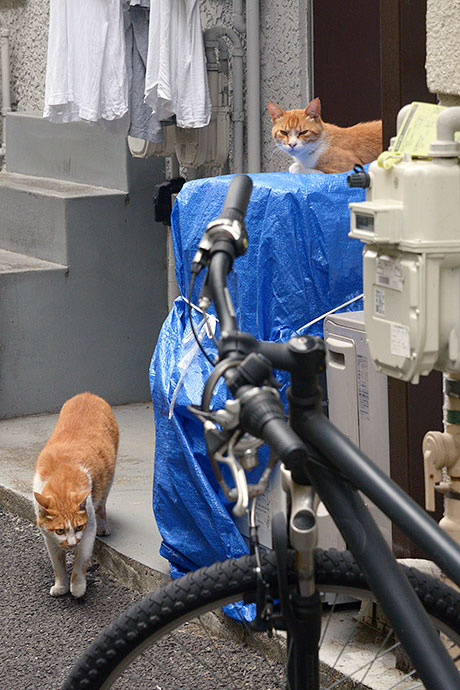街のねこたち