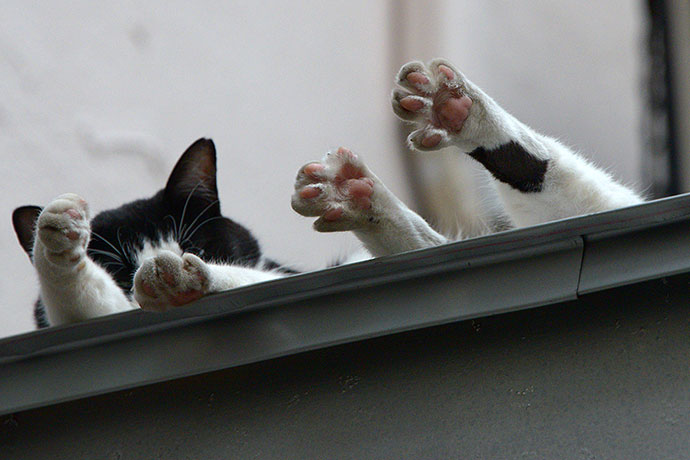 街のねこたち