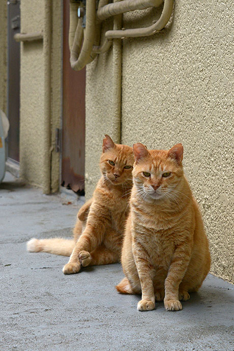 街のねこたち