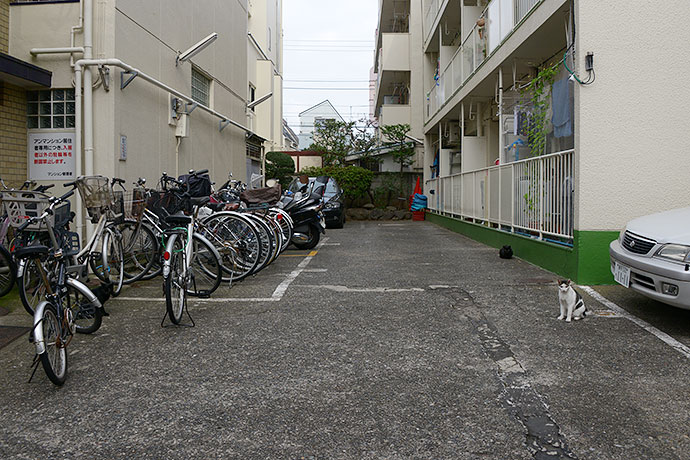 街のねこたち