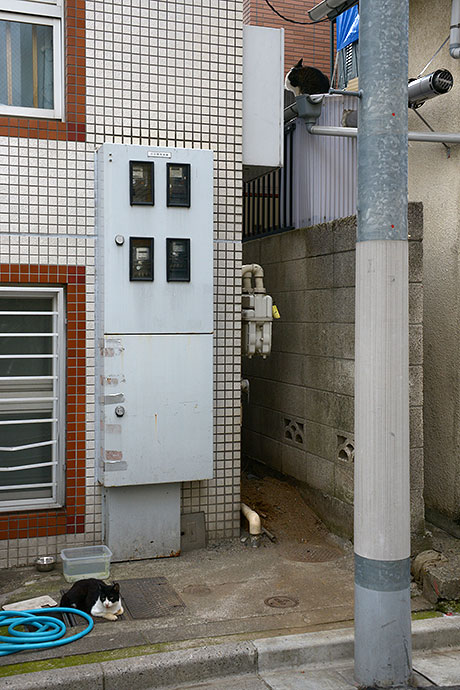 街のねこたち