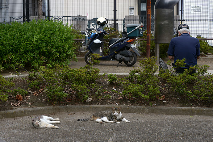 街のねこたち